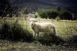 lamb-451982__180